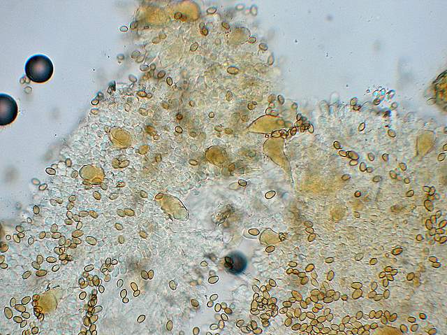 Agrocybe sororia s.l.